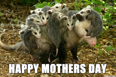 Photo of a mother possum with 9 babies hanging on her back and head. The text says "Happy Mother's Day."