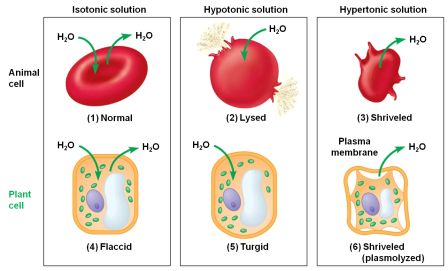 Isotonic, Hypotonic, and Hypertonic 