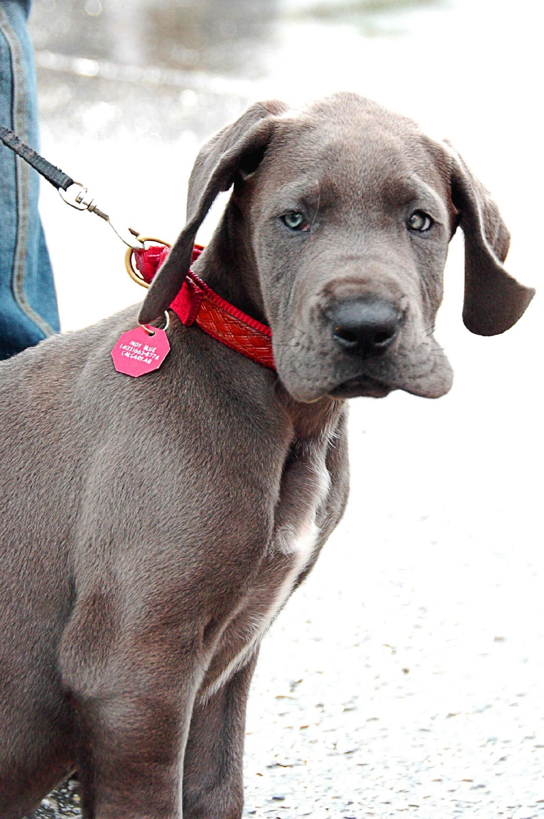 Cute Dogs: Blue Great Danes