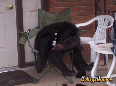 bear drunk beer