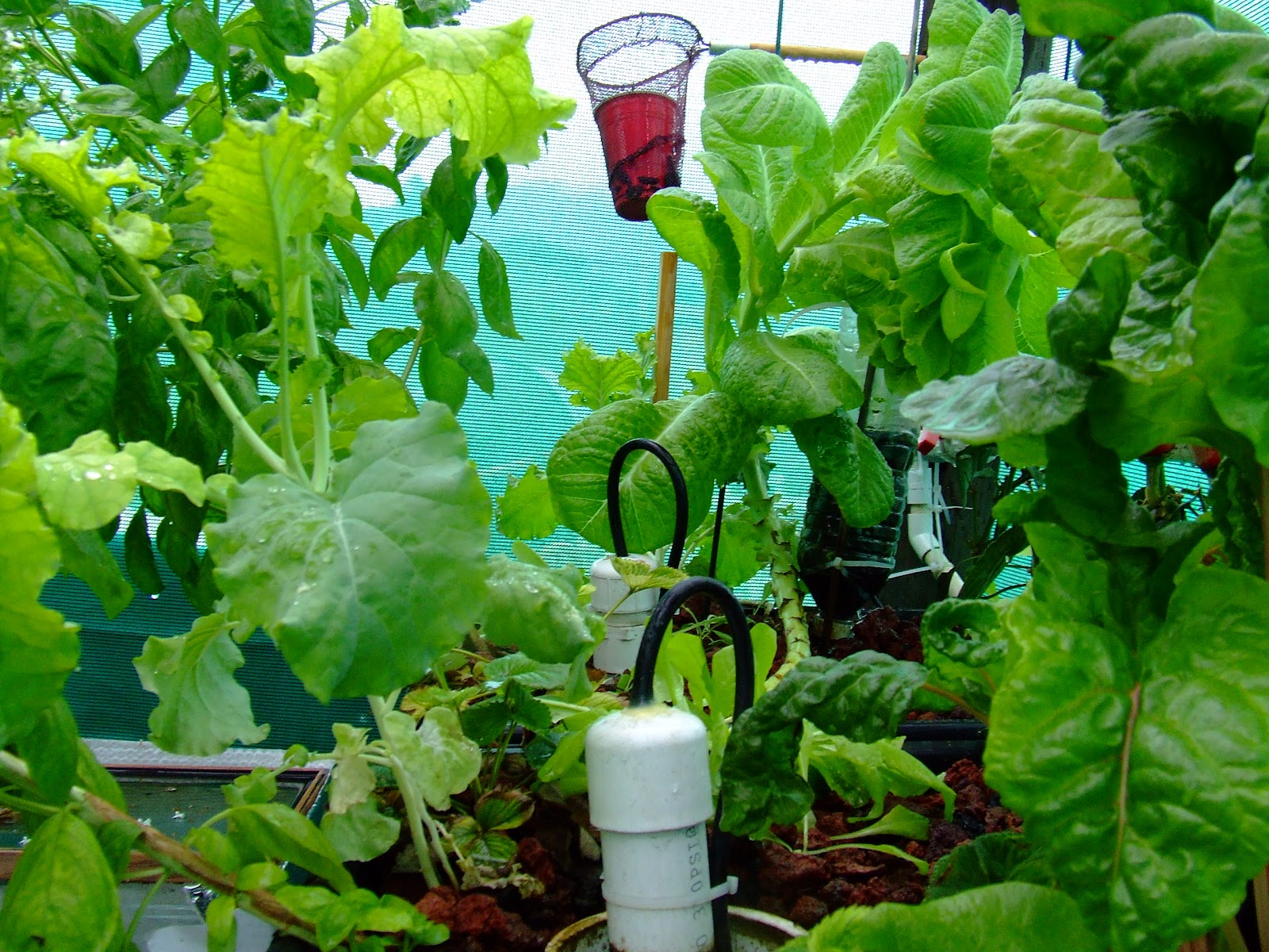 Aquaponics System