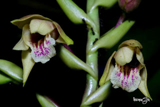 Dilochia cantleyi orchid