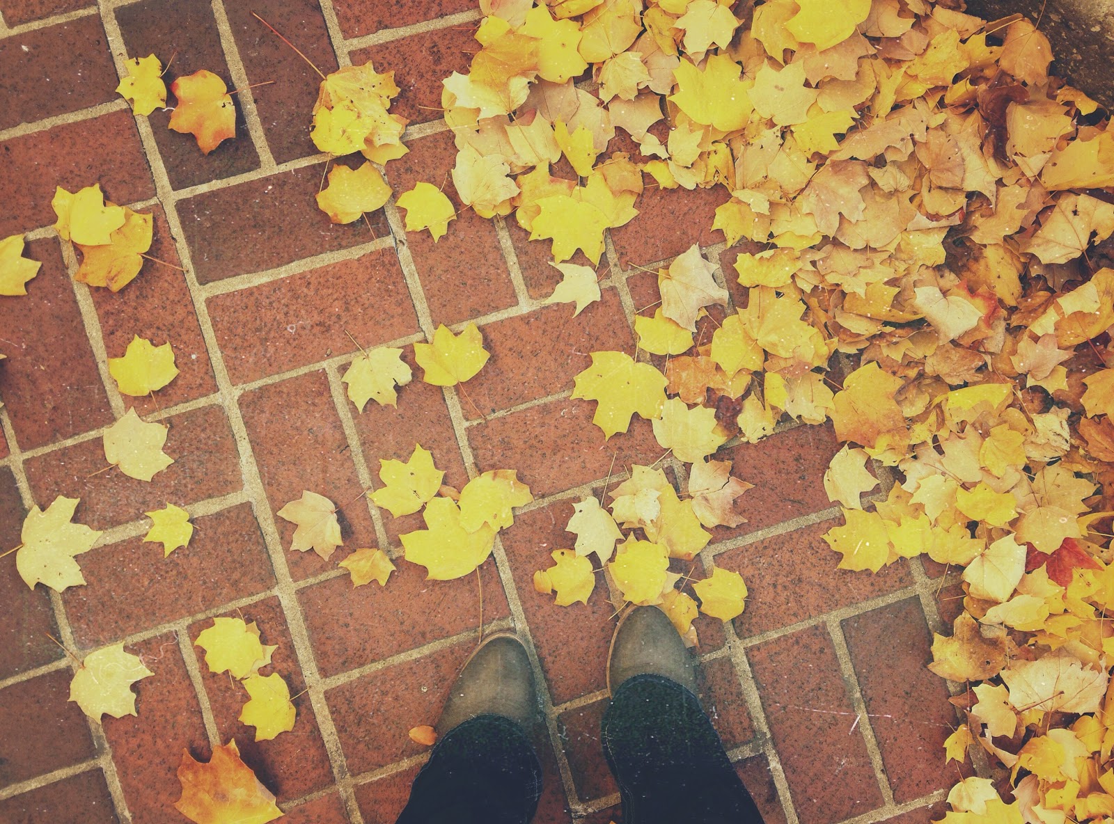 fall leaves