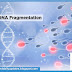 Sperm DNA Fragmentation