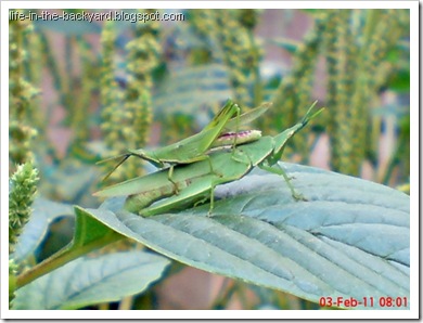 Photos of  69 Style Grasshopper mating 