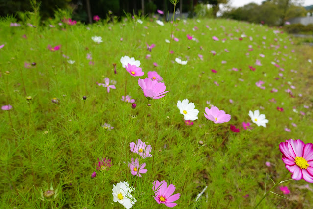 鳥取県西伯郡南部町鶴田　とっとり花回廊　花の丘