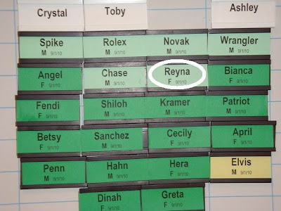 Photo of Reyna's name on the back class board in Boring.  Photo credit to Martha G.