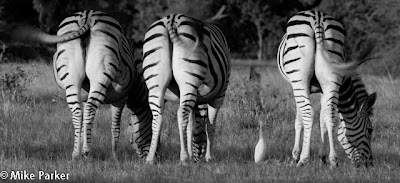 okavango delta photo safari, chiefs island photo workshop, c4 images and safaris, 