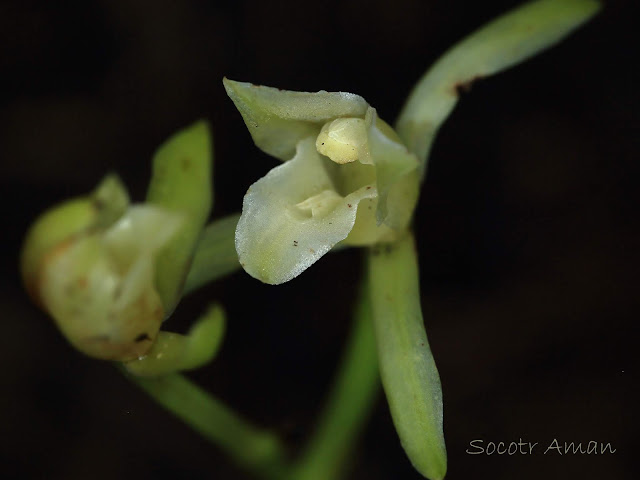 Cymbidium nipponicum