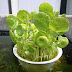 √100以上 水草 植木鉢 149221-水草 植木鉢 植え方
