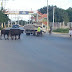 Vacas invaden avenida como si fuese una ciudad ganadera