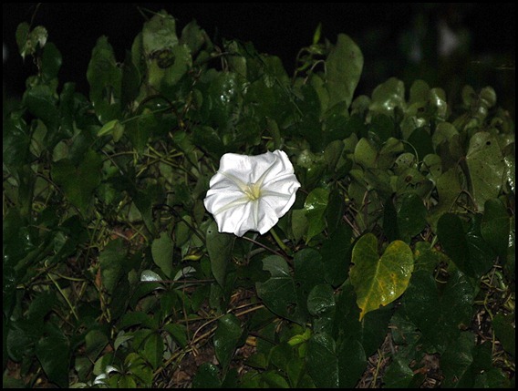 01 - Moon Vine