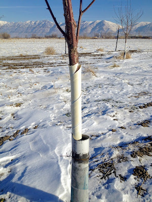 Tree Wrap on a Cherry Tree