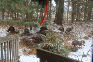 turkeys in the front yard