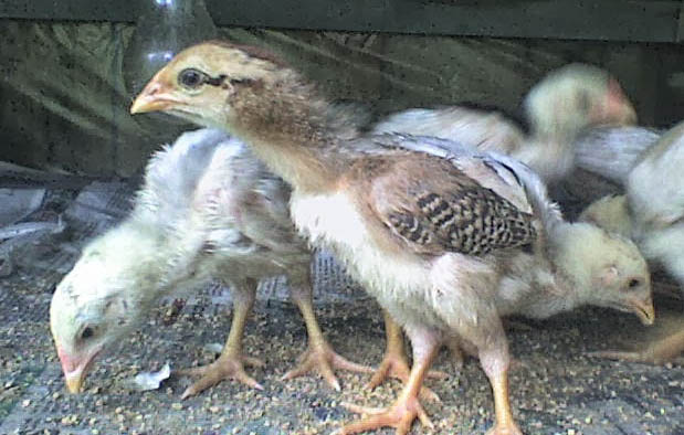 Rahasia Cara  Merawat Anak  Ayam  Bangkok agar Cepat  Besar  