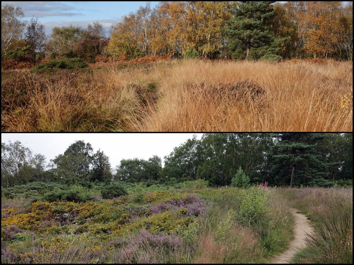 Cleaver Heath in November (above) and August (below)
