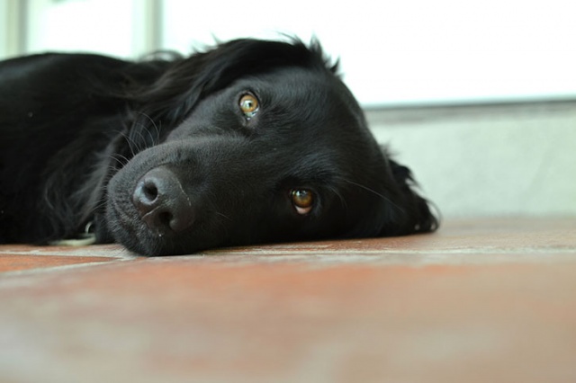 Mais casos de envenenamento de animais no centro da cidade de Amargosa