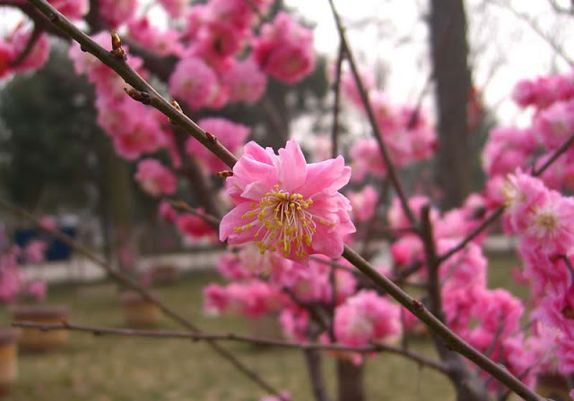 Plum Flowers