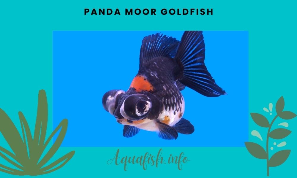 Panda Moor Goldfish