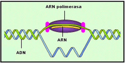 El desplazamiento de la ARN polimerasa recorre la hilera expuesta de ADN insertando en dichas bases nitrogenadas los nucleótidos libres de ARN que hay en el núcleo.