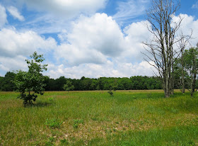 Oak Openings Preserve, Ohio, USA