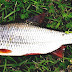 Common Roach - Roach Fish Pictures