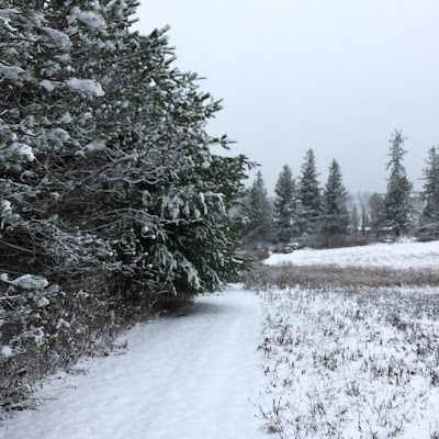 pine trees along the left side of snow covered path