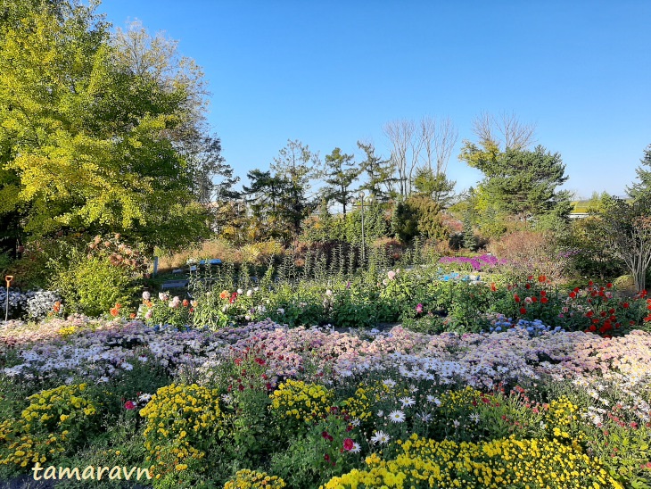 Хризантемы (Chrysanthemum) в саду