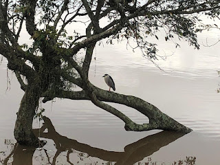 Socó-dorminhoco no lago Guaíba