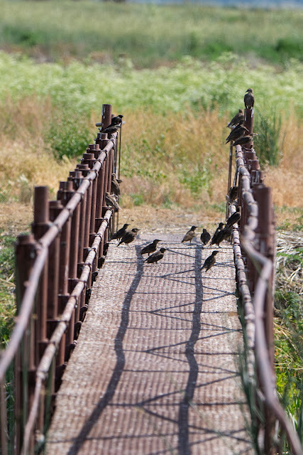 wildlife, nature, nature photography, Mt. Shasta, landscape photography, California, travel, birds, birdwatching, art