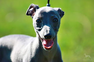 Italian Greyhound Sighthound puppies for sale