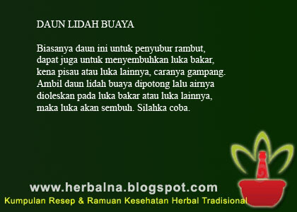 DAUN LIDAH BUAYA Biasanya daun ini untuk penyubur rambut, dapat juga untuk menyembuhkan luka bakar, kena pisau atau luka lainnya