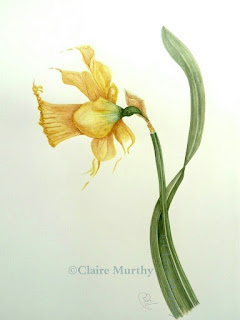 dancing daffodils watercolour botanical art