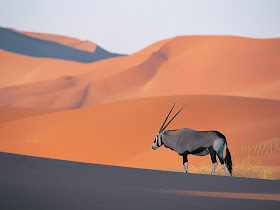 Oryx Antelope Deer