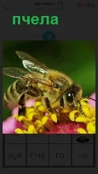 на цветке сидит пчела и собирает нектар