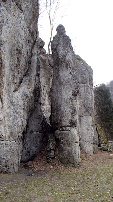 grzyby 2017, grzyby zimowe, grzyby nadrzewne, grzyby w lutym, poszukiwania wiosny, podkrakowskie dolinki, Dolina Będkowska, Sarcoscypha austriaca czarka austriacka