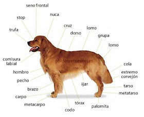 partes del corazon. partes del corazon. partes del