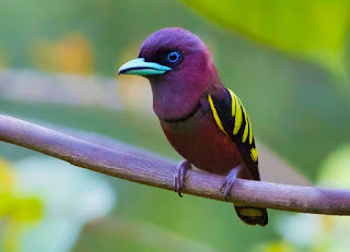 Sempur hujan rimba atau Banded Broadbill (Eurylaimus javanicus) adalah jenis burung kicau yang berukuran besar