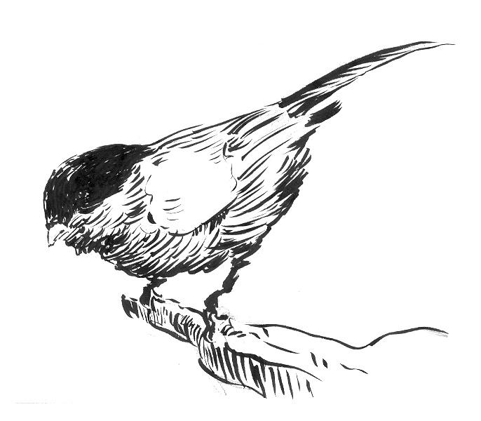 sparrow tattoo meaning. Sparrow Tattoos Designs and