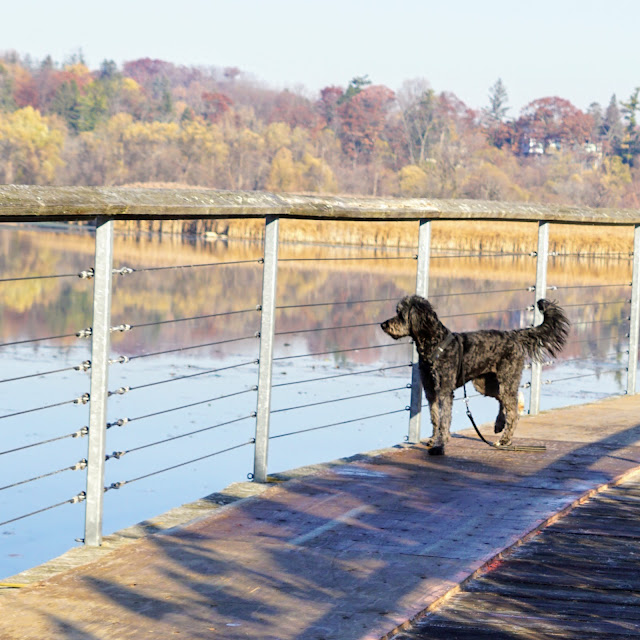 Boardwalk next to Rouge River Pond