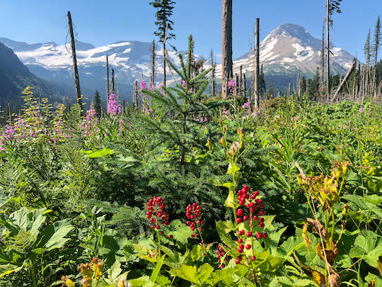 Red berries and Mount Jackson