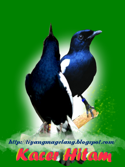 Suara burung kacer hitam (kacer jawa)