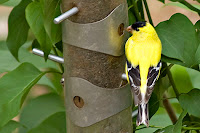 Photos Of Finches Birds