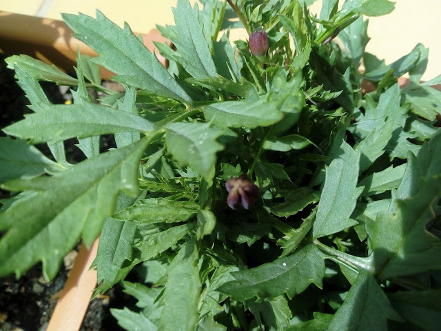 Clavel chino (Tagete patula L.). Semillero.