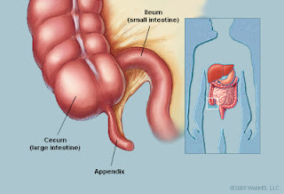 appendix3.jpg