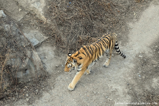 THE SHORT WINTER STROLL AT BEIJING ZOO