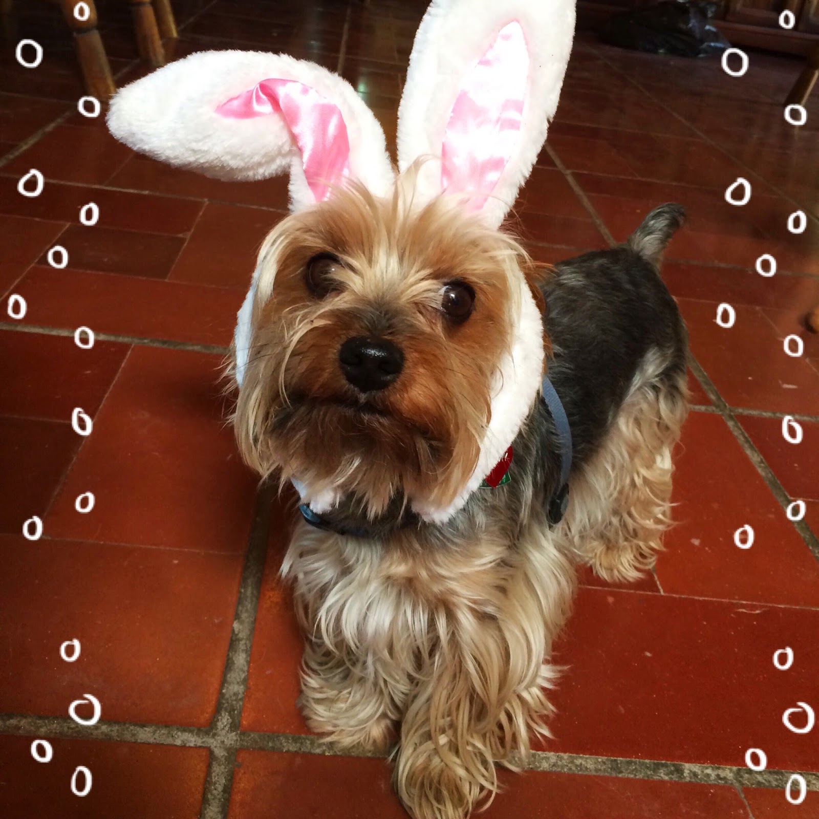 Cutest Easter Bunny Ever!