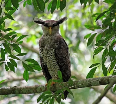 Beluk Jampuk (Bubo Sumatranus)