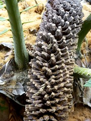 P1200831
