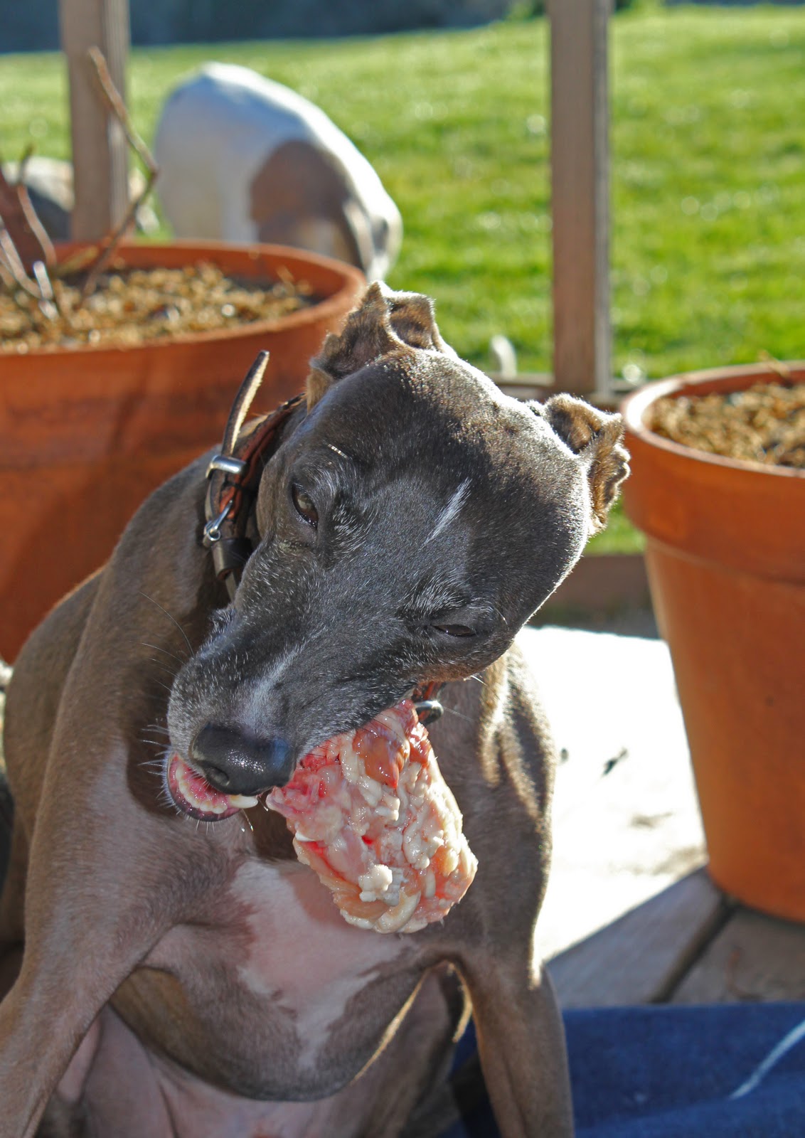 Greyhounds in the Mist: Raw-rrrrrr Diet